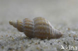 Prickly Spindle-shell (Trophon muricatus)