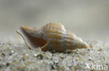 Prickly Spindle-shell (Trophon muricatus)