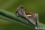 Dewick’s Plusia (Macdunnoughia confusa)