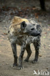 Spotted hyena (Crocuta crocuta)