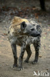 Gevlekte hyena (Crocuta crocuta)