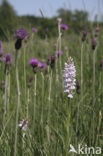 Gevlekte orchis (Dactylorhiza maculata) 