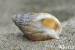 Netted Dog-whelk (Nassarius reticulatus)