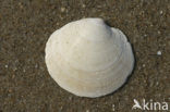 Rayed Artemis (Dosinia exoleta)
