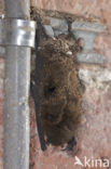 Gewone dwergvleermuis (Pipistrellus pipistrellus)