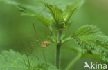 Daddy-long-legs (Phalangium opilio)