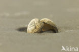 Common Cockle (Cerastoderma edule)