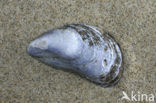 Gewone Mossel (Mytilus edulis)