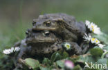 Gewone pad (Bufo bufo)