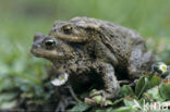 Common Toad (Bufo bufo)