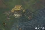 Common Toad (Bufo bufo)