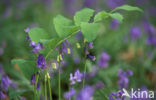 Gewone salomonszegel (Polygonatum multiflorum)