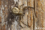 Crab spider (Xysticus cristatus)