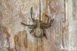 Crab spider (Xysticus cristatus)