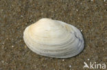 Gewone Tapijtschelp (Venerupis senegalensis)