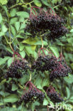 Gewone vlier (Sambucus nigra)