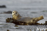 Common Seal (Phoca vitulina)