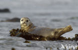 Gewone zeehond (Phoca vitulina) 