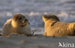 Gewone zeehond (Phoca vitulina) 