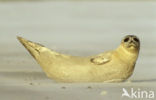 Gewone zeehond (Phoca vitulina) 