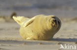 Gewone zeehond (Phoca vitulina) 