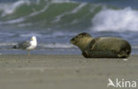 Gewone zeehond (Phoca vitulina) 