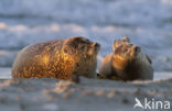 Common Seal (Phoca vitulina)