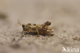 pygmy Ground-hopper (Tetrix undulata)