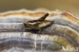 pygmy Ground-hopper (Tetrix undulata)