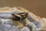 pygmy Ground-hopper (Tetrix undulata)