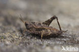 pygmy Ground-hopper (Tetrix undulata)