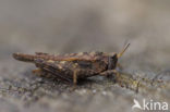 pygmy Ground-hopper (Tetrix undulata)