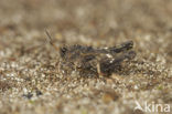 pygmy Ground-hopper (Tetrix undulata)