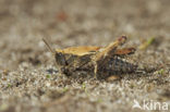 pygmy Ground-hopper (Tetrix undulata)