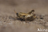 pygmy Ground-hopper (Tetrix undulata)