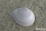 Gewoon Nonnetje (Macoma balthica)