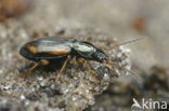 Gewoon Viervlekpriempje (Bembidion tetracolum)