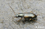 Bembidion tetracolum