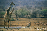 Giraffe (Giraffa camelopardalis)