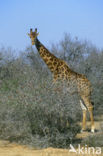 Giraffe (Giraffa camelopardalis)