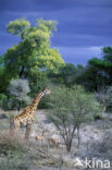 Giraffe (Giraffa camelopardalis)