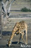 Giraffe (Giraffa camelopardalis)