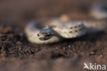 Gladde slang (Coronella austriaca) 