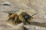 Grasbij (Andrena flavipes)