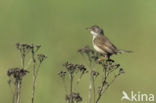 Grasmus (Sylvia communis)