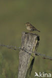 Graspieper (Anthus pratensis) 