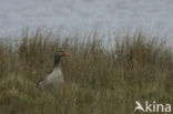 Grauwe Gans (Anser anser)