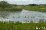 Grauwe Gans (Anser anser)