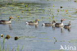 Grauwe Gans (Anser anser)