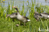 Grauwe Gans (Anser anser)